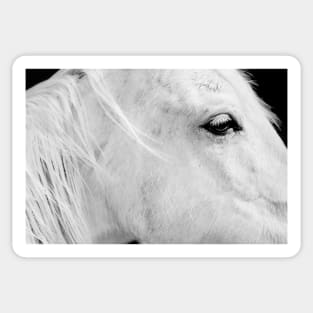 Portrait of White Horse Sticker